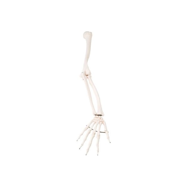 3B Anatomical Model - Loose Bones, Arm Skeleton, Right